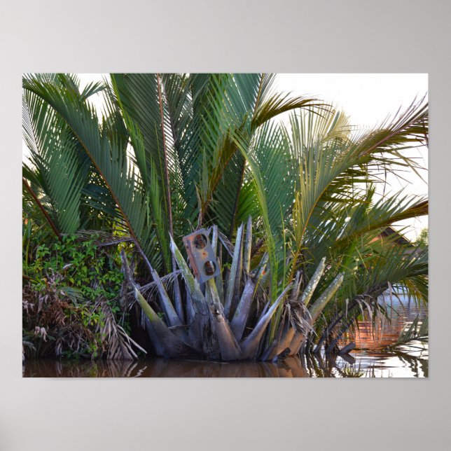 Speaker caught in Nipa Palm in the Klias Peninsula Poster (Front)