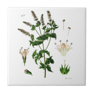 Spearmint Botanical Drawing Ceramic Tile