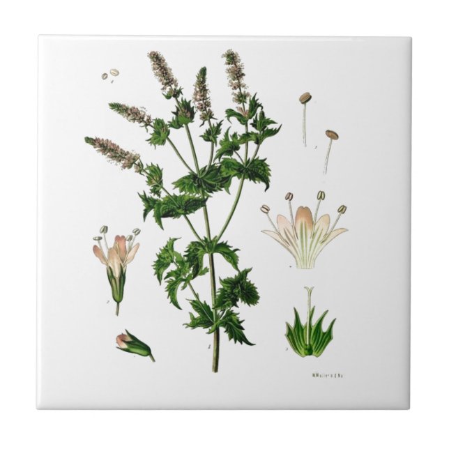 Spearmint Botanical Drawing Ceramic Tile (Front)