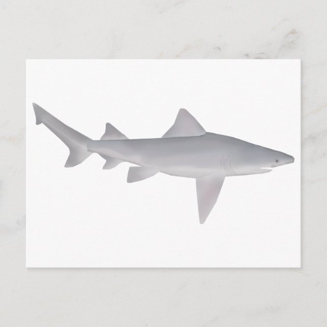 Speartooth Shark Postcard (Front)