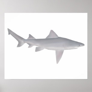 Speartooth Shark Poster