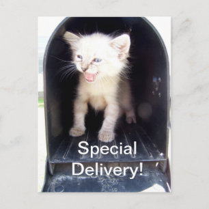 Special deliver kitty postcard