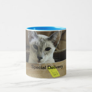 Special Delivery Blue Eyed Cat in Box Mug