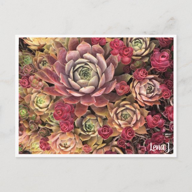 Special Edition Lena J Postcard (Front)