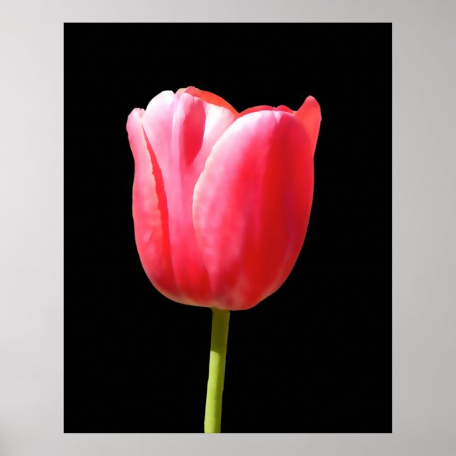 Special Single Stem Tulip Painting Poster (Front)