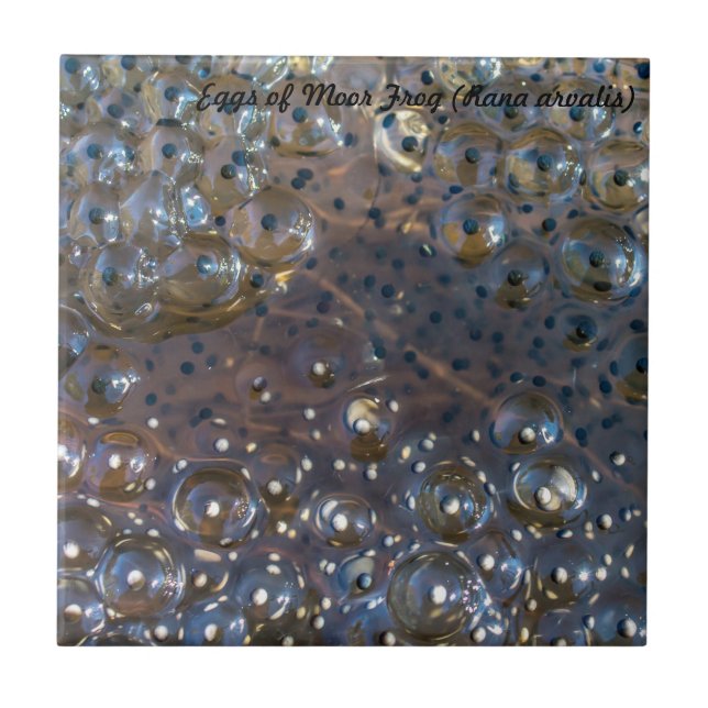 Species: Eggs of Moor Frog Tile (Front)