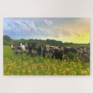 Speckle Park Cattle Under Rain Shower, Sunset Sky Jigsaw Puzzle