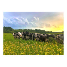 Speckle Park Cattle Under Rain Shower, Sunset Sky