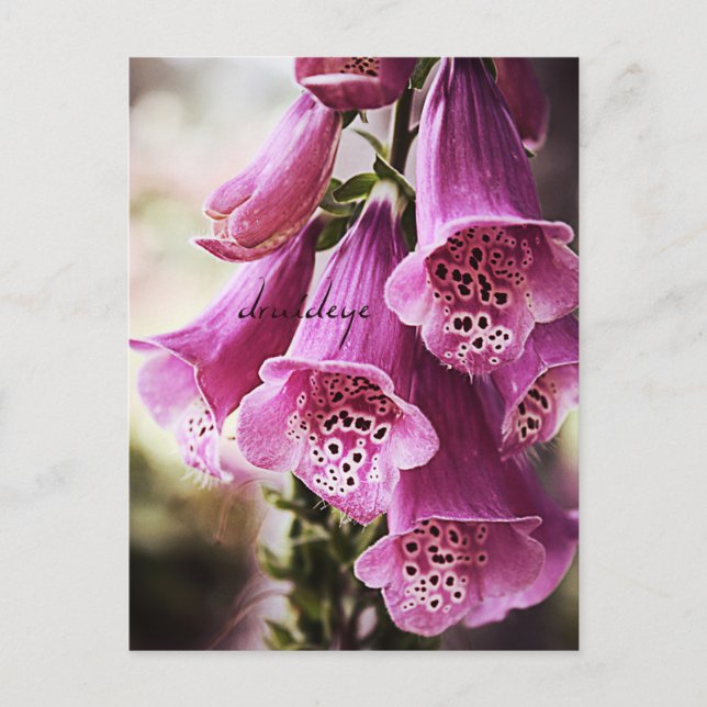 Speckled Bells Flower Postcard (Front)