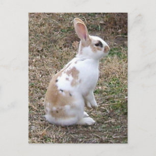 Speckled Bunny Rabbit Postcard