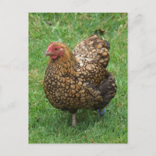 Speckled Chicken Postcard