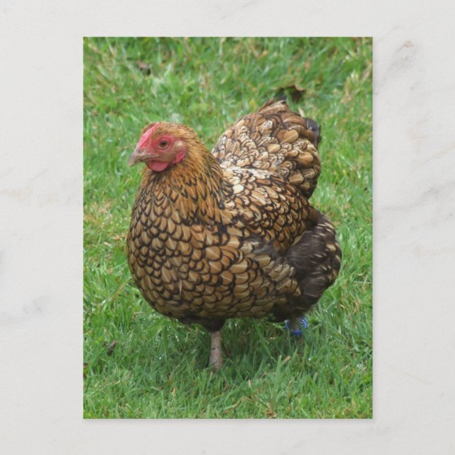 Speckled Chicken Postcard (Front)