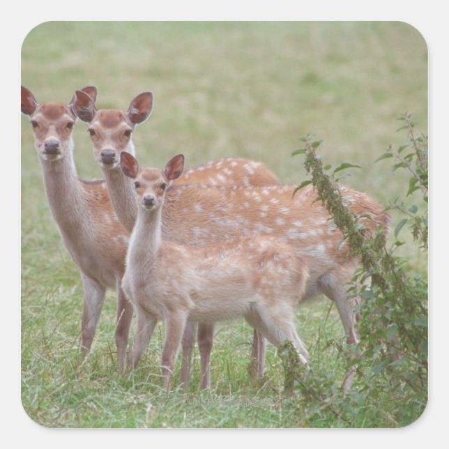 Speckled Deer with Fawn Square Sticker (Front)