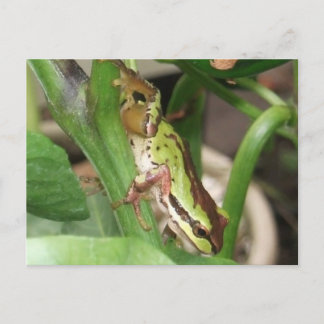 Speckled Frog in the Pepper Plant Postcard