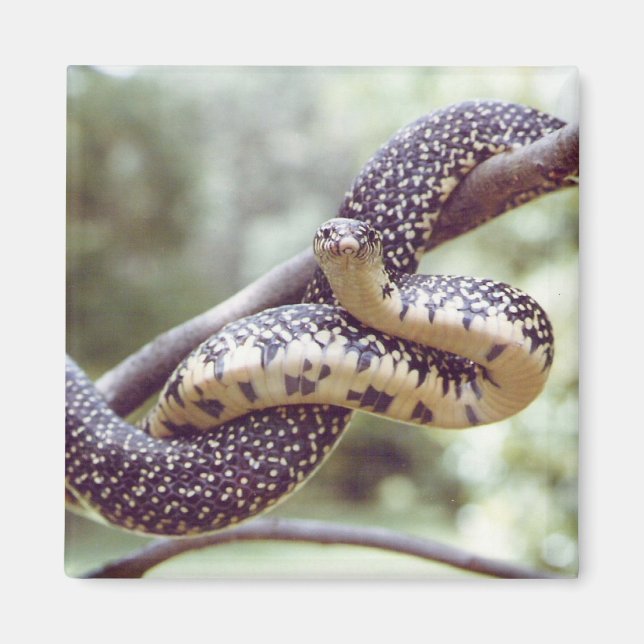 Speckled King Snake Magnet (Front)