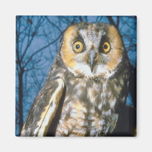 Speckled Own Magnet
