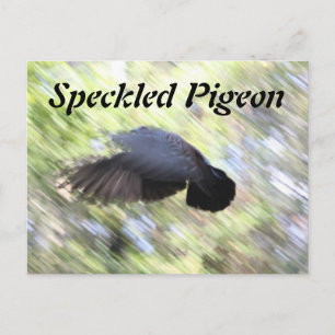 Speckled Pigeon # 2 Postcard
