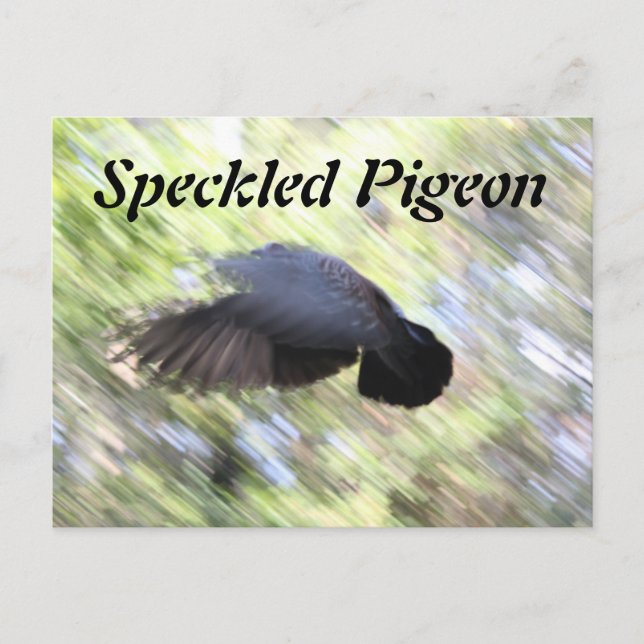 Speckled Pigeon # 2 Postcard (Front)