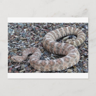 Speckled Rattlesnake Postcard