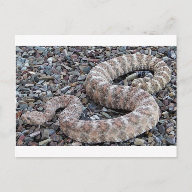 Speckled Rattlesnake Postcard (Front)