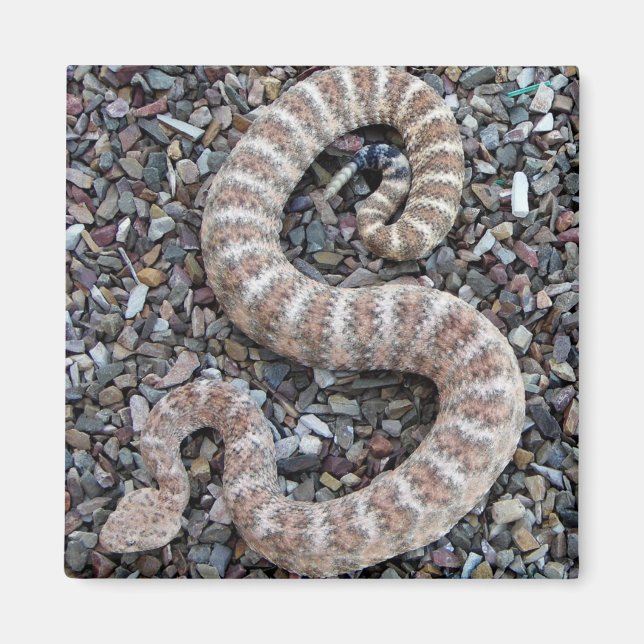 SPECKLED RATTLESNAKE Snake Magnet (Front)