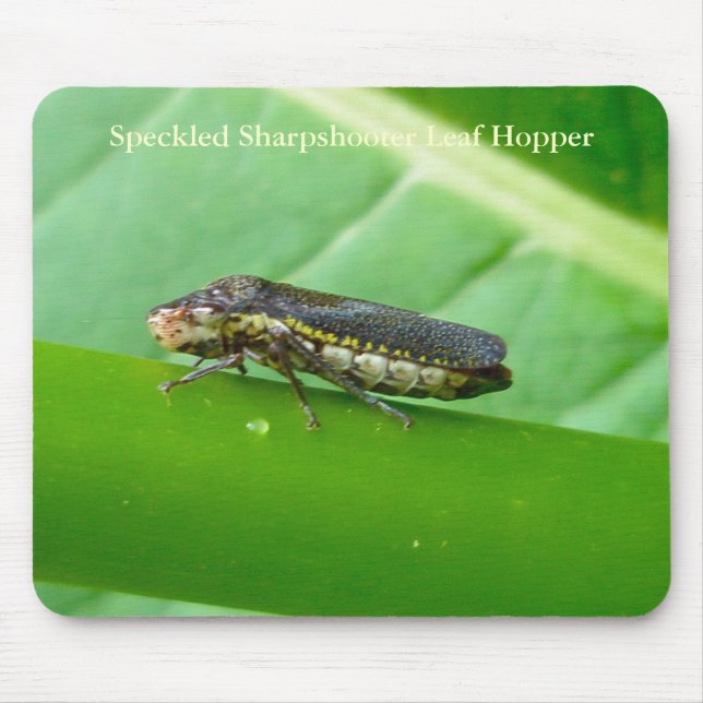 Speckled Sharpshooter Leaf Hopper Items Mouse Pad (Front)