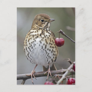 Speckled Songster Postcard