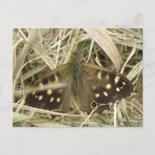 Speckled Wood Butterfly Postcard (Front)