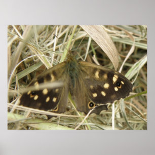 Speckled Wood Butterfly Print