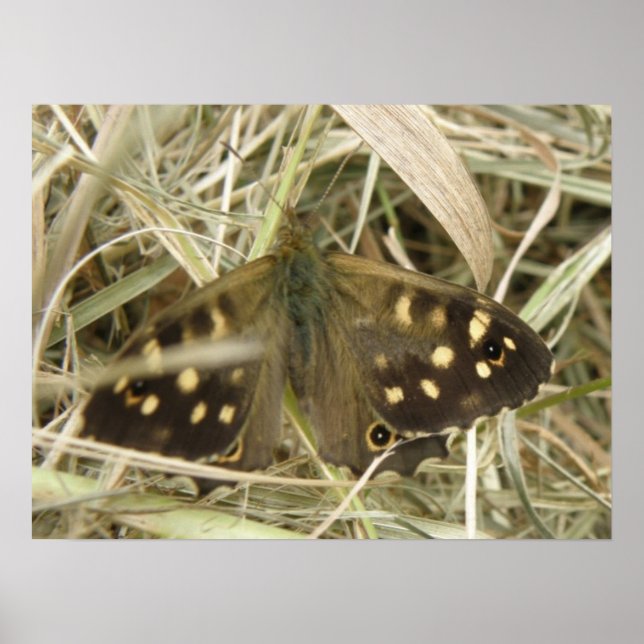 Speckled Wood Butterfly Print (Front)