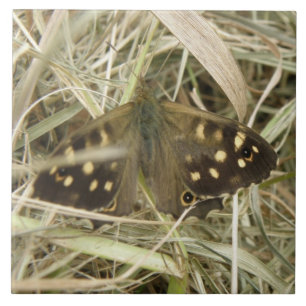 Speckled Wood Butterfly Tile