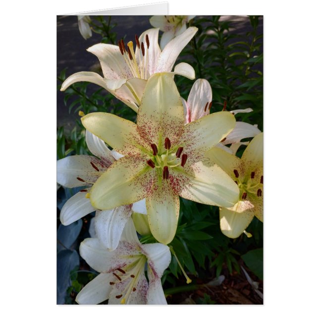 Speckled Yellow Lily Flowers Blank Card (Front)