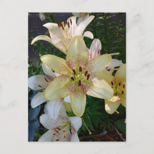Speckled Yellow Lily Flowers Postcard