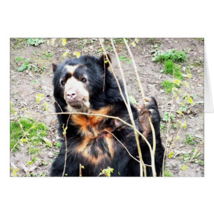 Spectacled bear animal card