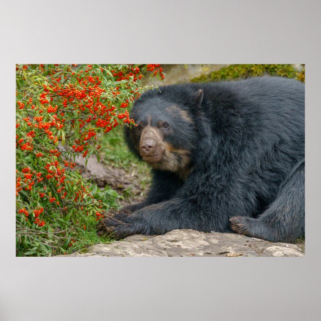 Spectacled Bear Lounging by Red Berries Poster (Front)