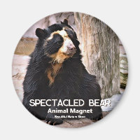 Spectacled Bear