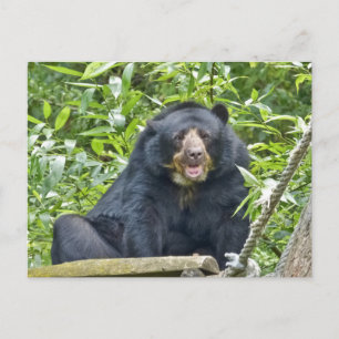 Spectacled Bear - Postcard