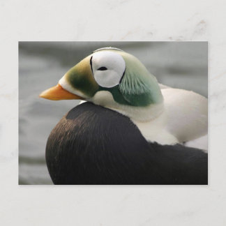 Spectacled Eider Postcard