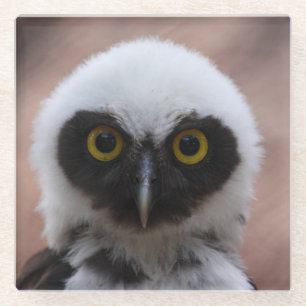 Spectacled Owl Glass Coaster