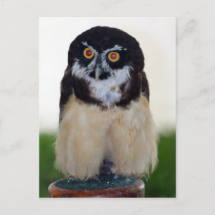 Spectacled Owl Postcard