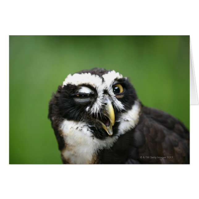 Spectacled Owl (Pulsatrix perspicillata) (Front Horizontal)