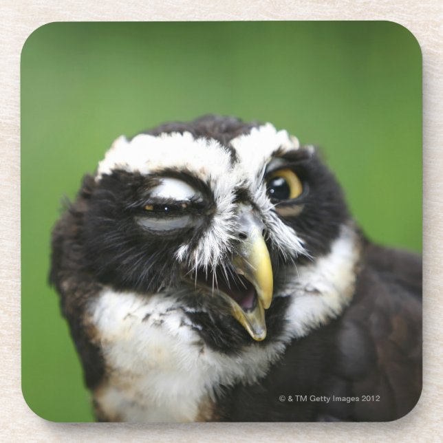 Spectacled Owl (Pulsatrix perspicillata) Coaster (Front)