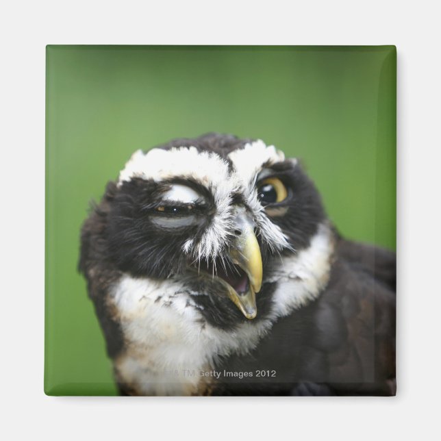Spectacled Owl (Pulsatrix perspicillata) Magnet (Front)