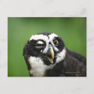 Spectacled Owl (Pulsatrix perspicillata) Postcard