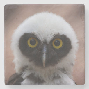 Spectacled Owl  Stone Coaster
