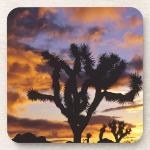 Spectacular Sunrise at Joshua Tree National Park Coaster