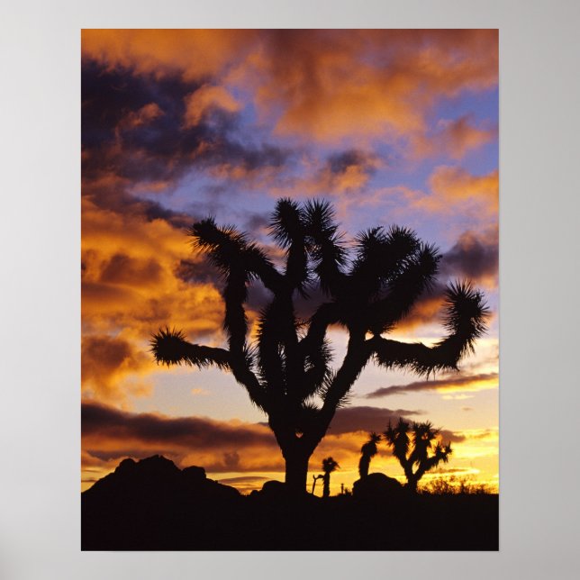 Spectacular Sunrise at Joshua Tree National Park Poster (Front)
