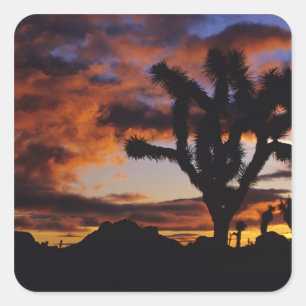 Spectacular Sunrise at Joshua Tree National Square Sticker