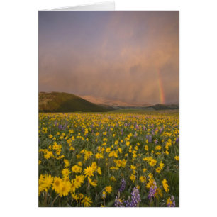 Spectacular wildflower meadow at sunrise in