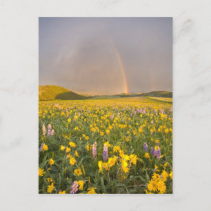 Spectacular wildflower meadow at sunrise in 2 postcard